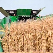 Los precios de los cereales se recuperan durante octubre