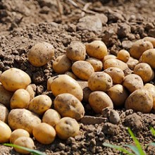 Modificado el reglamento de control y certificación de la patata de siembra