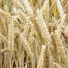 La producción de cereales se incrementará en un 48,3%
