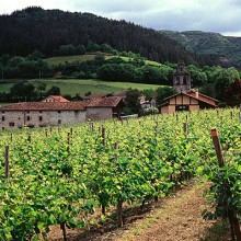 Autorizaciones concedidas para nuevas plantaciones de viñedo