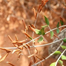 Innovación y sinergias para combatir la Xylella fastidiosa