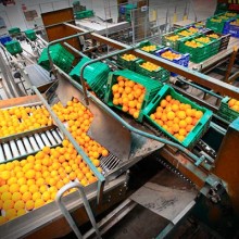 Fernando Miranda analiza la novedades del sector hortofrutícola