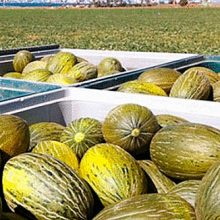 Fruit Logistica, Ferimel y el IPEX celebran una jornada en apoyo al sector del melón