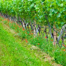 Jornada «Descubriendo el Vino y el Aceite Ecológico»