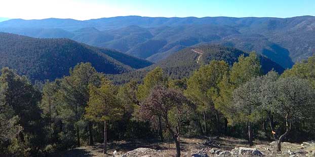 Medidas de estímulo forestal para evitar el abandono del 55% del territorio