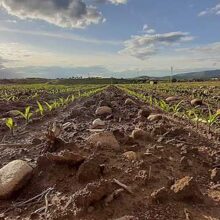 Syngenta presenta sus novedades de herbicida para maíz