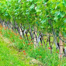 COAG apuesta por la cosecha en verde para abordar la crisis vitivinícola