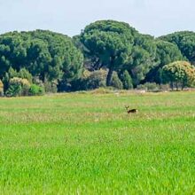 La gestión forestal sostenible es primordial en Castilla y León