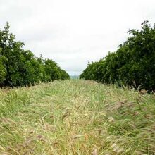 La FAO señala que la erosión del suelo reducirá la producción de alimentos