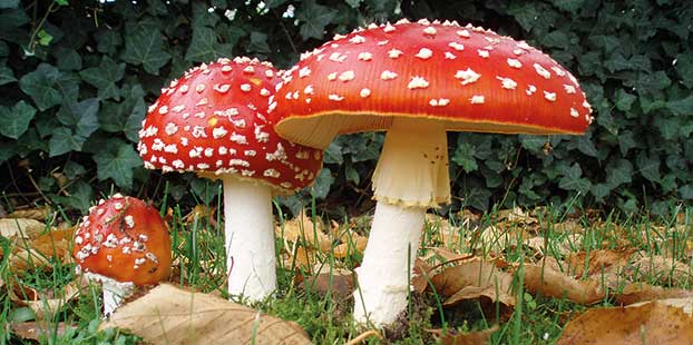 Foto Coger setas y no morir en el intento