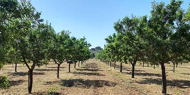 LAINCO comienza los ensayos de SENSATIO®, la solución contra Xylella fastidiosa