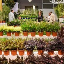 El sector español de flor y planta afronta su participación en Iberflora 2022 con las exportaciones al alza