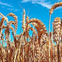 Gran rendimiento de los cereales en España, 4 toneladas por hectárea en la cosecha 2024