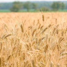 ACCOE estima una producción de cereales de apenas 8 millones de toneladas