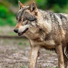 Unión de Uniones solicita la activación de las mesas sectoriales del lobo