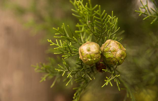 Aceite esencial del ciprés