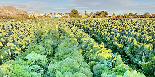 El impulso de las exportaciones agrícolas de España en la UE