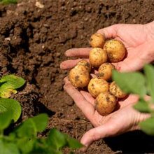 PepsiCo lanza patatas fritas cultivadas con fertilizantes bajos en carbono de Fertiberia