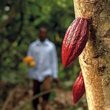 Cultivo de cacao: incertidumbre sobre la oferta y demanda