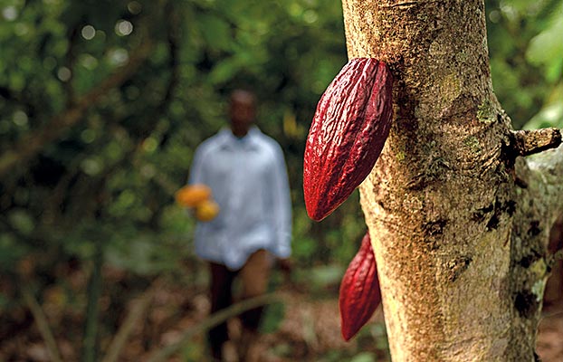 Foto Cultivo de cacao: incertidumbre sobre la oferta y demanda