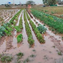 Campaña para ayudar a los agricultores afectados por la DANA