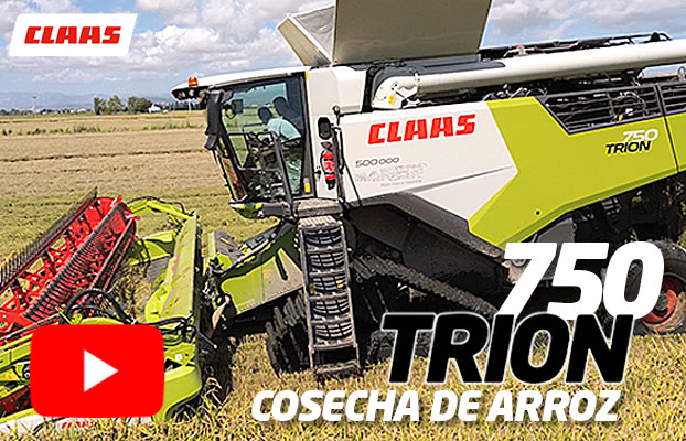 Foto Trabajando con la TRION 750 de CLAAS en la cosecha del arroz