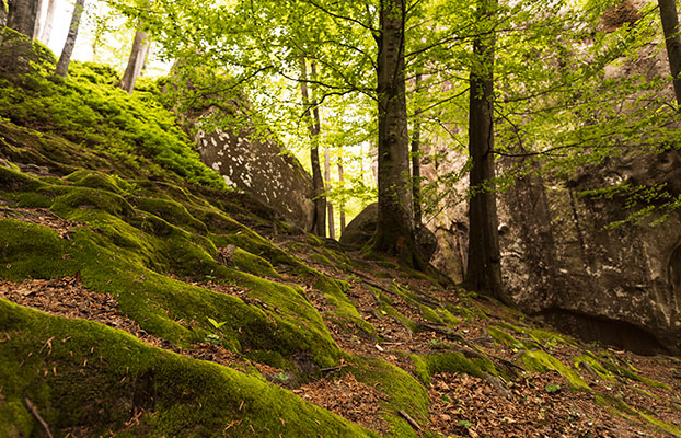 Foto Biodiversidad: efectiva o ficticia